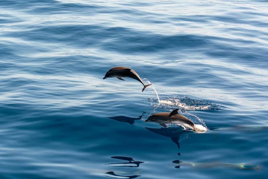 Pula: Dolphin&Sunset Cruise in Brijuni with Dinner&Drinks - Key points before you book