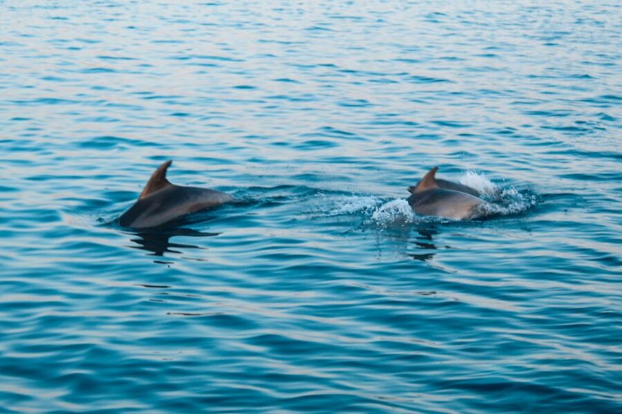 Pula: Dolphin&Sunset Cruise in Brijuni with Dinner&Drinks - Guides, commentary, and the human side