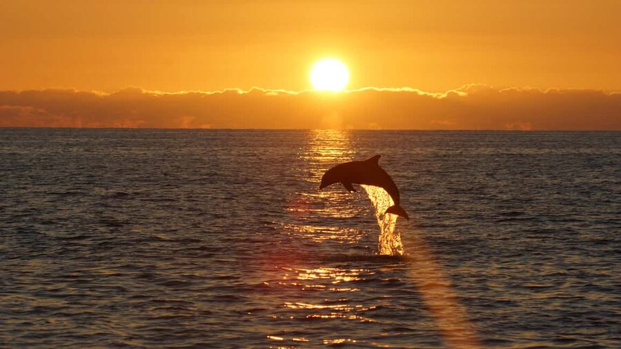 Pula: Dolphin Sunset Cruise to Brijuni with Dinner & Drinks - Four Things to Know Before You Book