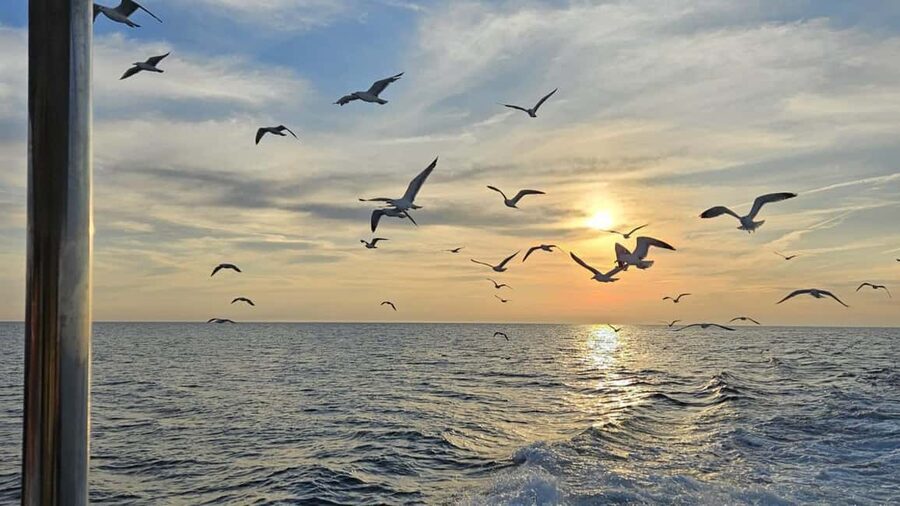 Pula: Dolphin Sunset Cruise to Brijuni with Dinner & Drinks - How the $58 Price Holds Up