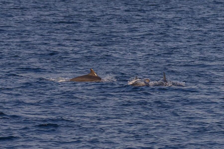 Pula: Dolphin Watching Sunset Cruise with Dinner & Drinks - Why this Pula sunset cruise is worth considering