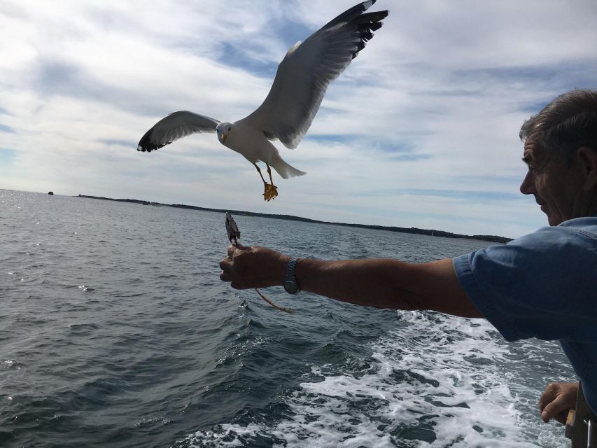 Pula: Dolphin Watching Sunset Cruise with Dinner & Drinks - Meeting the Ariete in Pula Harbour