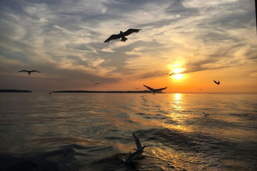 Pula: Dolphin Watching Sunset Cruise with Dinner & Drinks - Sunset over the Istrian coast