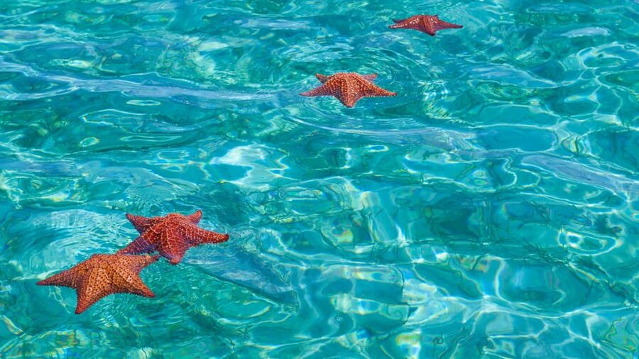 Punta Cana: Saona Island Catamaran Tour with Food & Open Bar - The people who shape the day