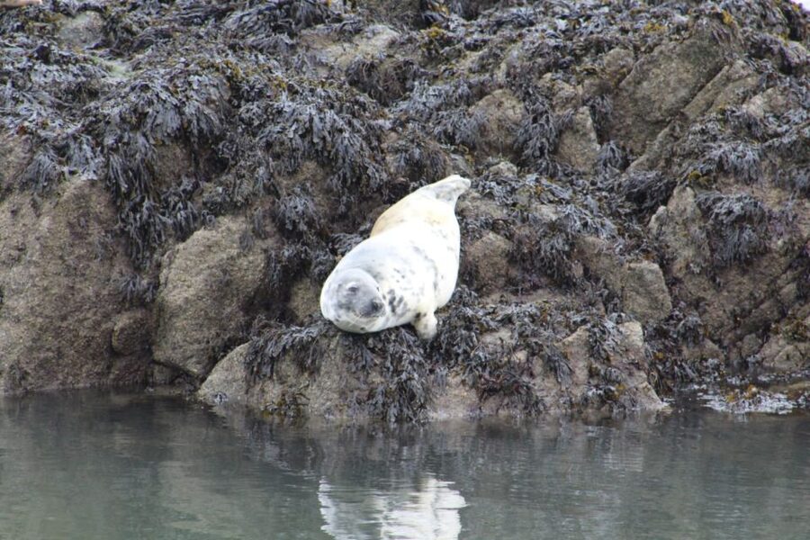 Queensferry: Maid of the Forth 1.5-Hour Sightseeing Cruise - Inchgarvie Island and the Firth of Forth
