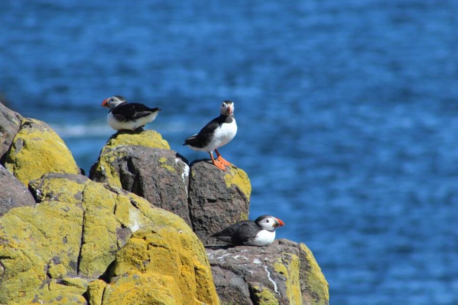 Queensferry: Maid of the Forth 1.5-Hour Sightseeing Cruise - Circling Inchcolm Island