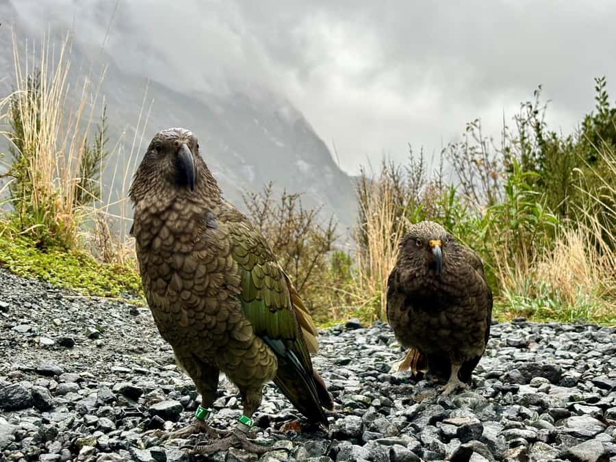 Queenstown: Milford Sound Small-Group Tour w Cruise & Lunch - Mirror Lakes rewards a slow camera hand