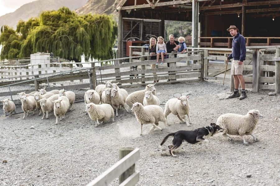 Queenstown: Queenstown Lake Cruise and Walter Peak Farm Tour - Key points to know before booking