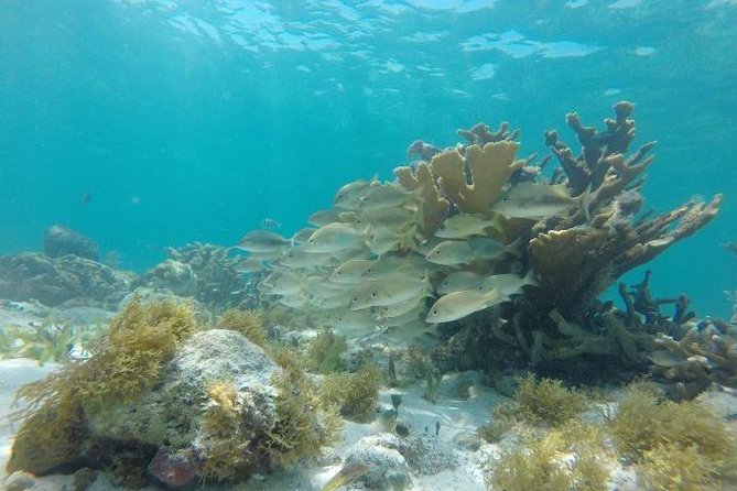 Reef Snorkeling & Jungle Speedboat Adventure with Mayan Ceremony - Food, lockers, and the practical comforts