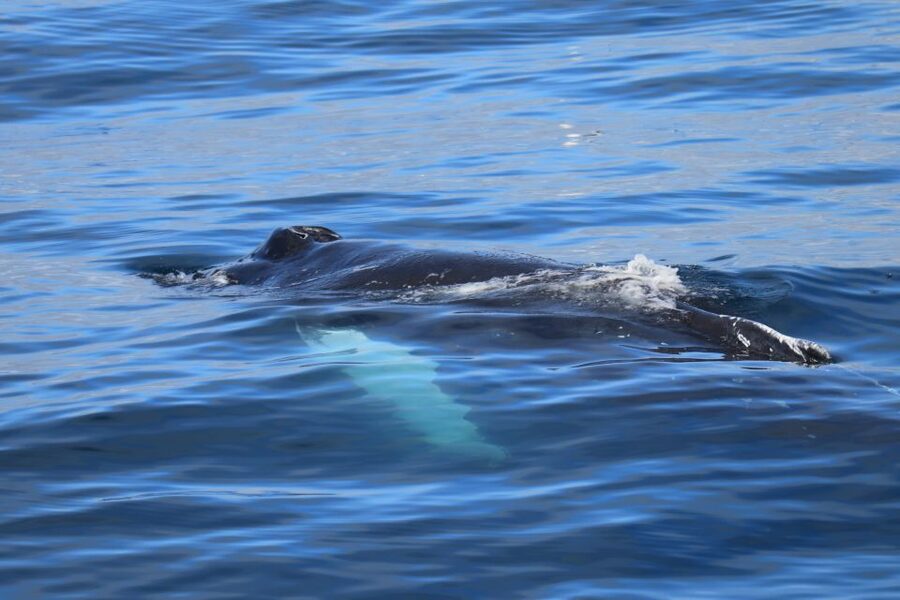 Reykjavik: Best Value Whale Watching Boat Tour - The best time to book this outing