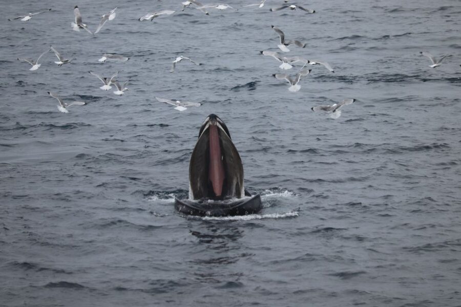 Reykjavik: Best Value Whale Watching Boat Tour - Sailing out from Reykjavik’s Old Harbour