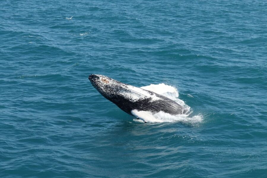 Reykjavik: Best Value Whale Watching Boat Tour - What the whale encounters are really like