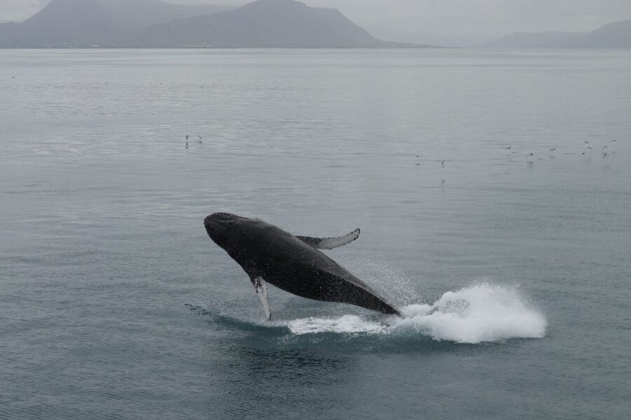 Reykjavik: Best Value Whale Watching Boat Tour - A boat built for Icelandic weather