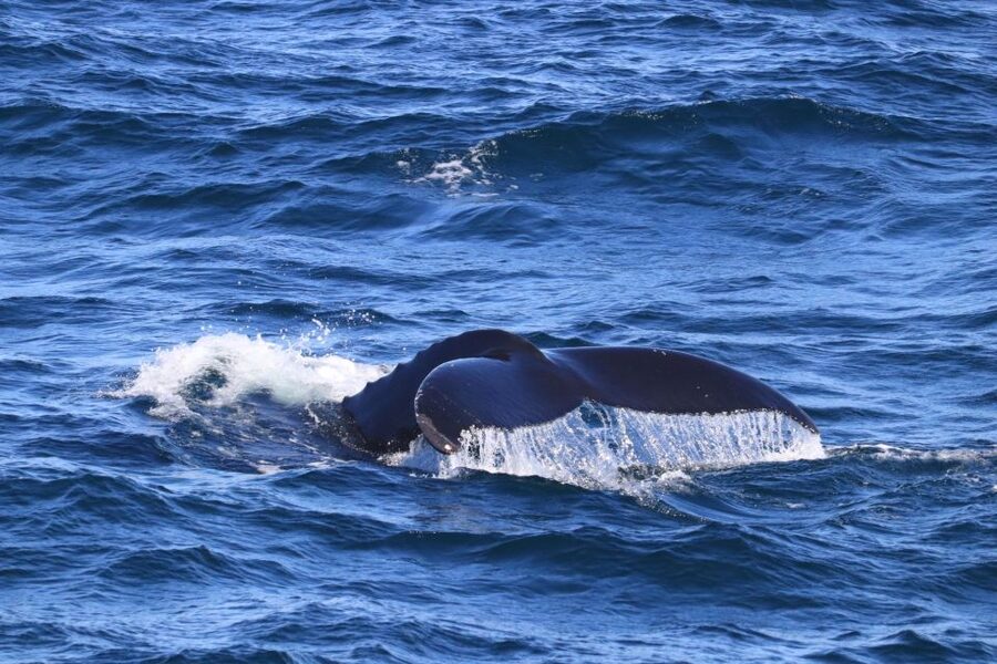 Reykjavik: Best Value Whale Watching Boat Tour - Guides who make the waiting worthwhile