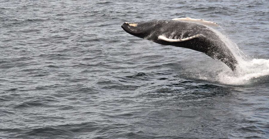 Reykjavik: Best Value Whale Watching Boat Tour - Scenery and birdlife between sightings