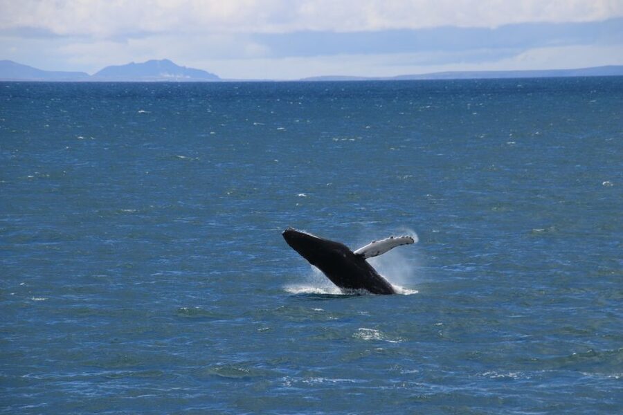 Reykjavik: Best Value Whale Watching Boat Tour - Crowding, comfort, and the viewing setup