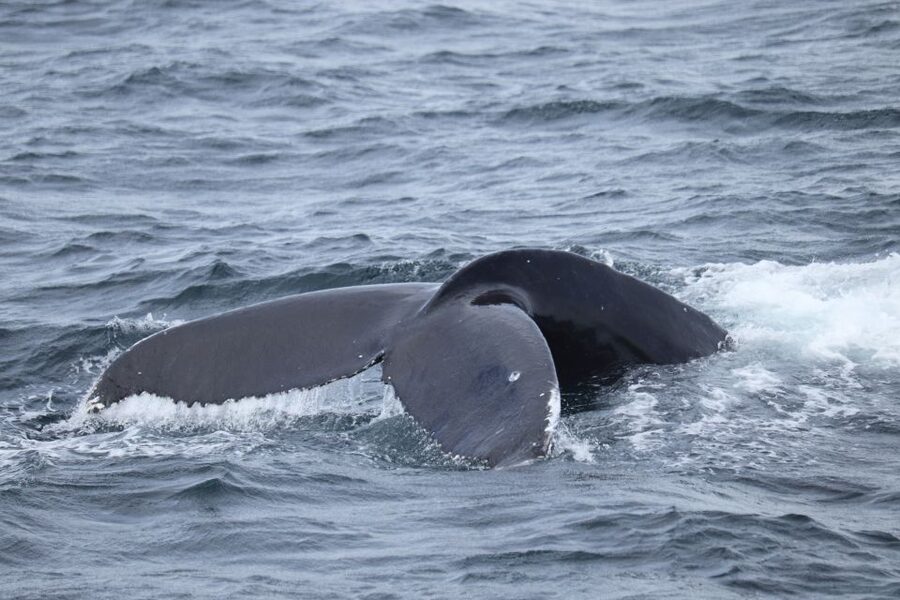 Reykjavik: Best Value Whale Watching Boat Tour - Is $103 a fair price?