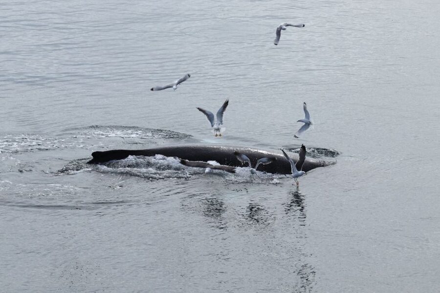 Reykjavik: Best Value Whale Watching Boat Tour - Faxaflói Bay: the main search area