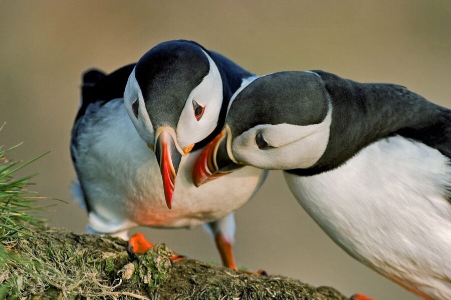 Reykjavik: Puffin Watching Boat Tour - Key points to know before booking