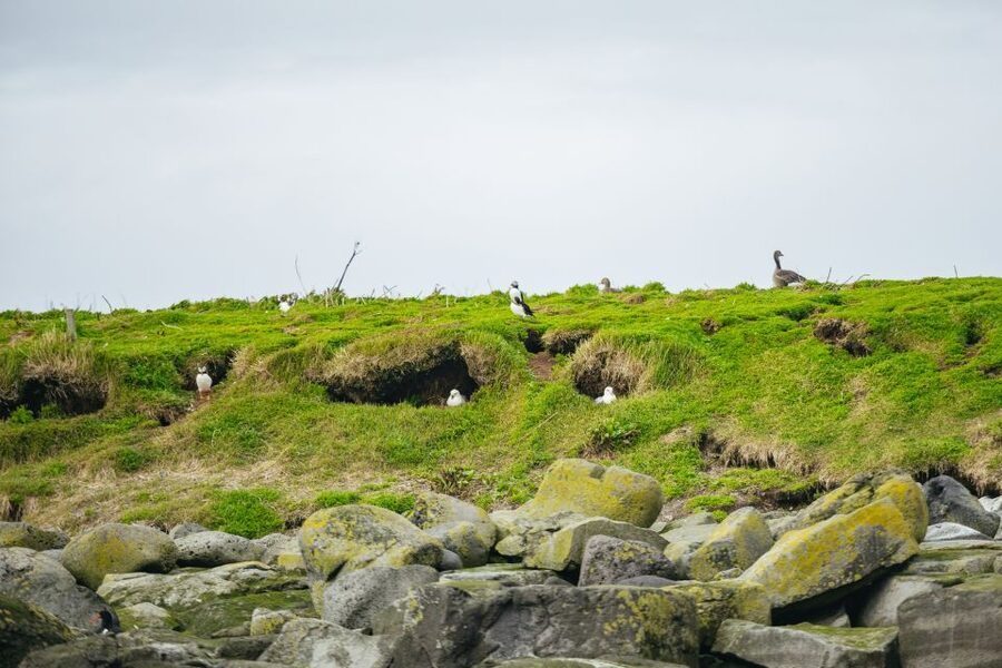 Reykjavik: Puffin Watching Boat Tour - Quiet watching with the engine off