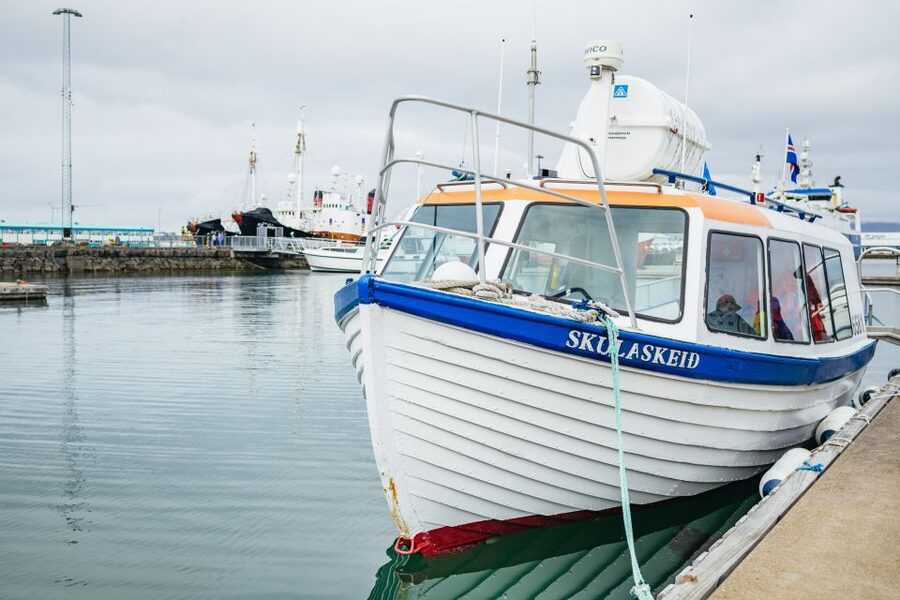 Reykjavik: Puffin Watching Boat Tour - More than puffins: the birdlife around the islands