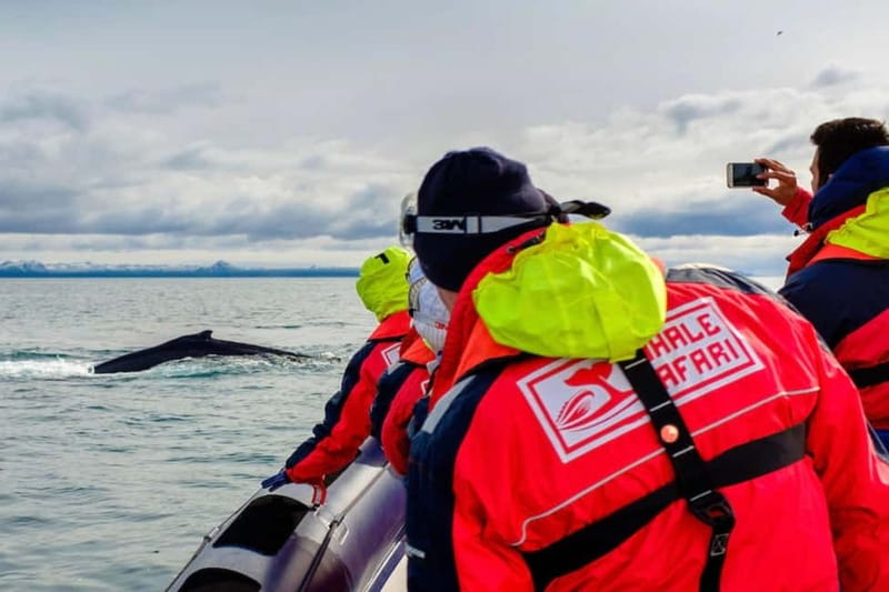 Reykjavik: Whale and Puffin Watching RIB Boat Tour - Key points to know
