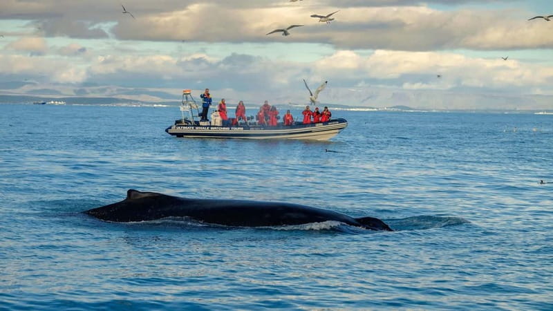 Reykjavik: Whale and Puffin Watching RIB Boat Tour - Leaving Reykjavik’s Old Harbour