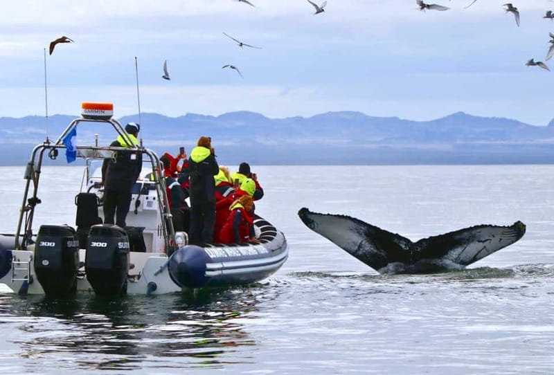 Reykjavik: Whale and Puffin Watching RIB Boat Tour - Puffin islands before the open-water search