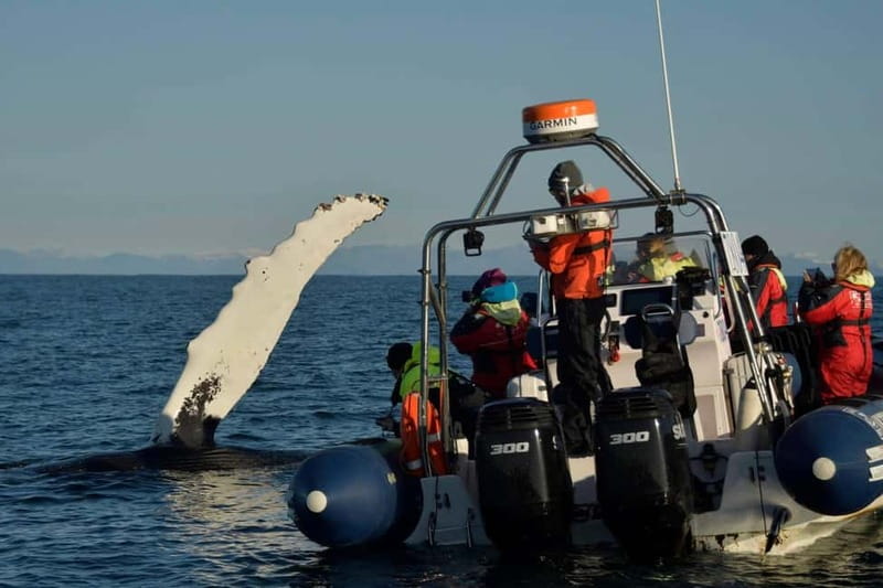 Reykjavik: Whale and Puffin Watching RIB Boat Tour - Finding whales, dolphins, and porpoises