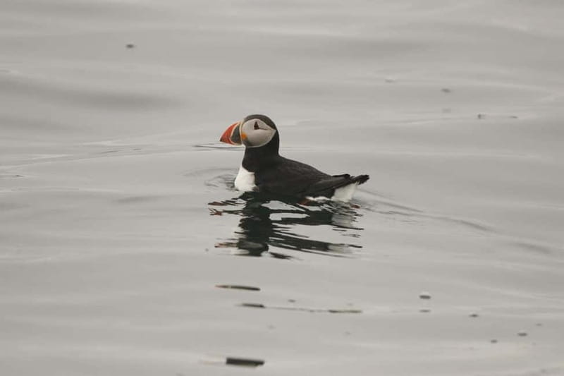 Reykjavik: Whale and Puffin Watching RIB Boat Tour - The guides, the captain, and the photos