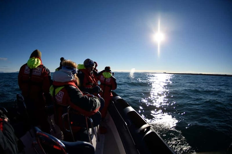 Reykjavik: Whale and Puffin Watching RIB Boat Tour - Weather, clothing, and comfort