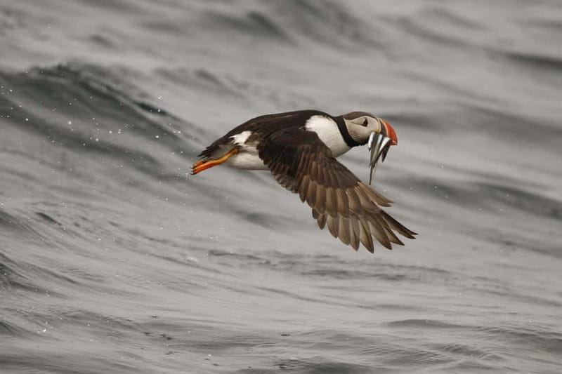 Reykjavik: Whale and Puffin Watching RIB Boat Tour - Who should book this RIB tour?