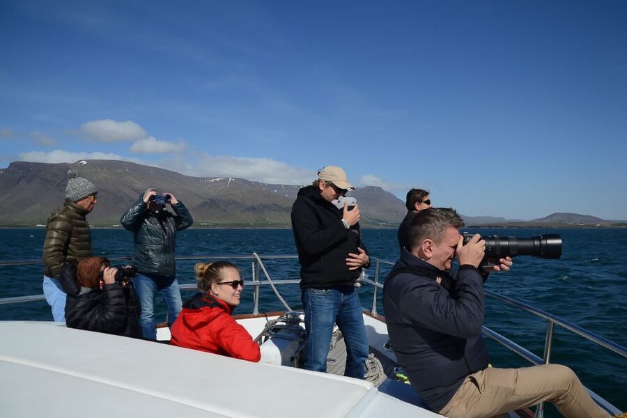 Reykjavik: Whale Watching and Dolphin Watching Yacht Cruise - Should you book it?