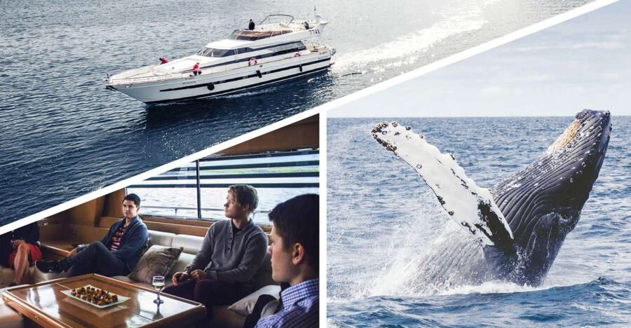 Reykjavik: Whale Watching and Dolphin Watching Yacht Cruise - Sailing from Reykjavik’s Old Harbor