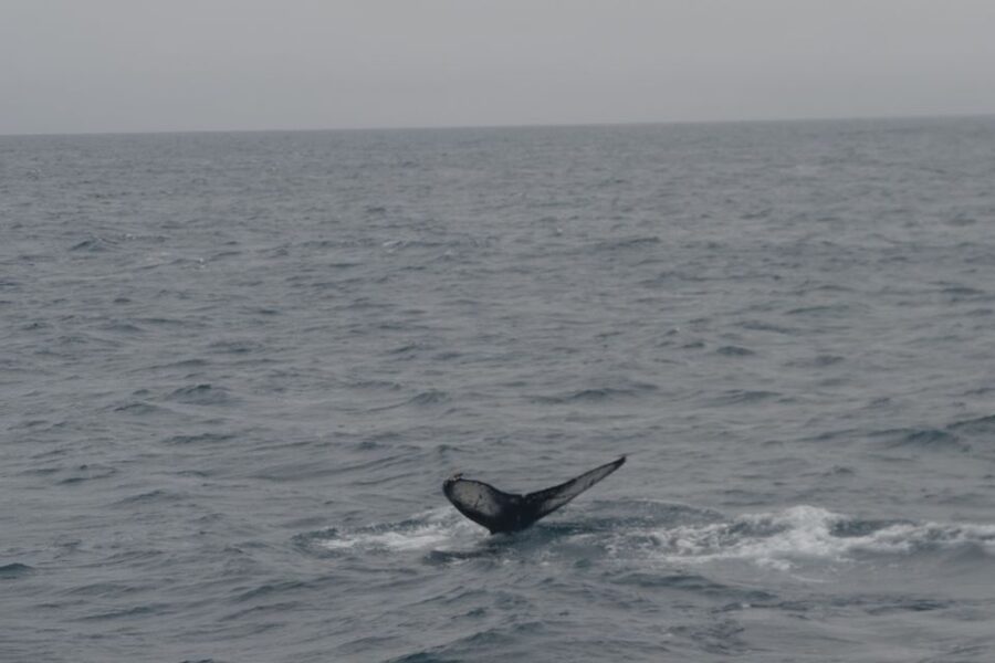 Reykjavik: Whale Watching and Dolphin Watching Yacht Cruise - What the yacht feels like in rough Icelandic weather