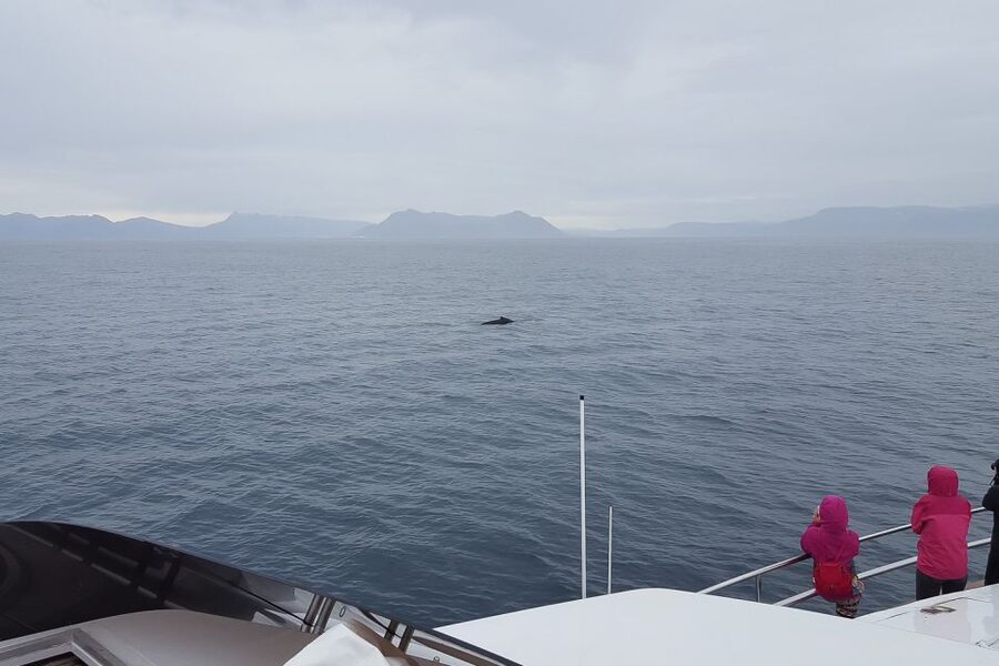 Reykjavik: Whale Watching and Dolphin Watching Yacht Cruise - Summer puffins and winter whales