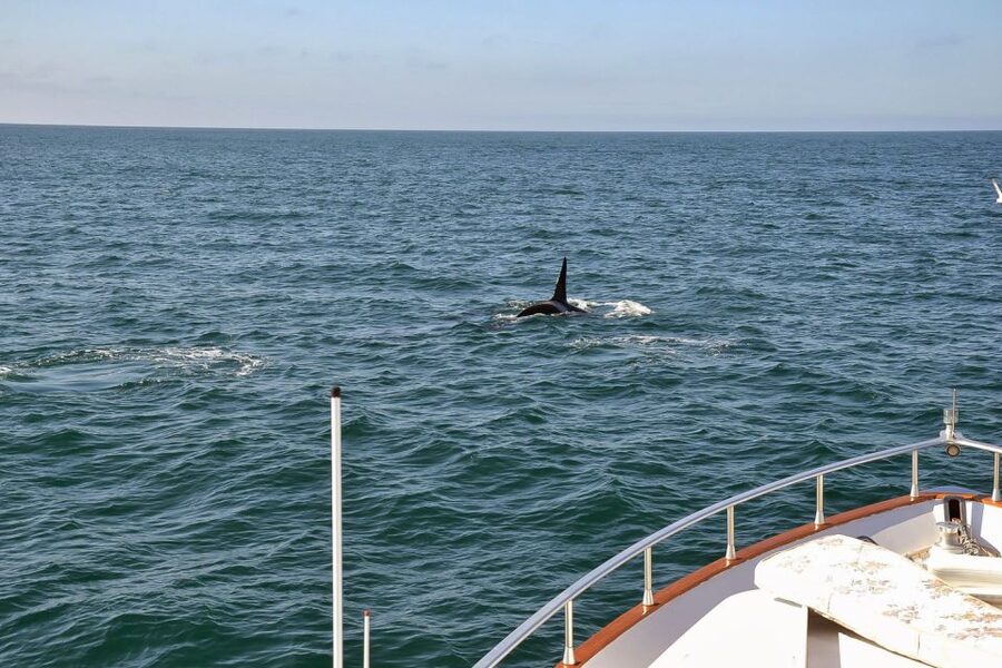 Reykjavik: Whale Watching and Dolphin Watching Yacht Cruise - The guides add more than whale names