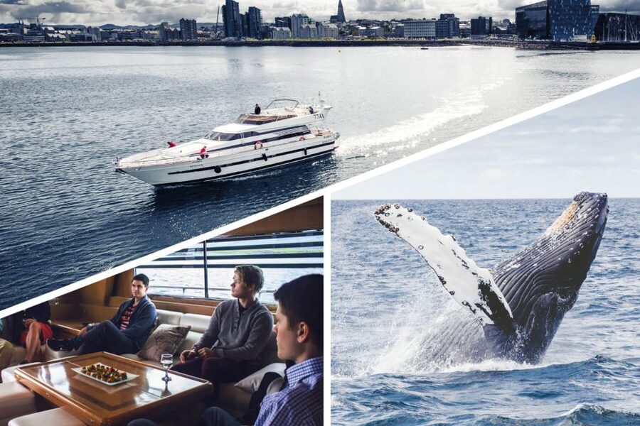 Reykjavik: Whale Watching and Dolphin Watching Yacht Cruise - Who should book this yacht cruise?