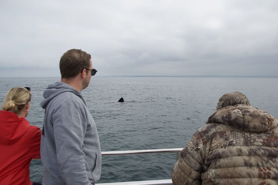 Reykjavik: Whale Watching and Dolphin Watching Yacht Cruise - Booking details worth keeping in mind