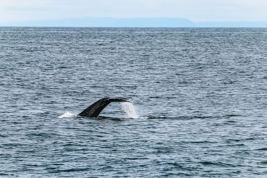 Reykjavík: Whale Watching and Marine Life Cruise - Who will enjoy this cruise most