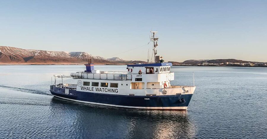 Reykjavík: Whale Watching and Marine Life Cruise - Watching humpback and minke whales