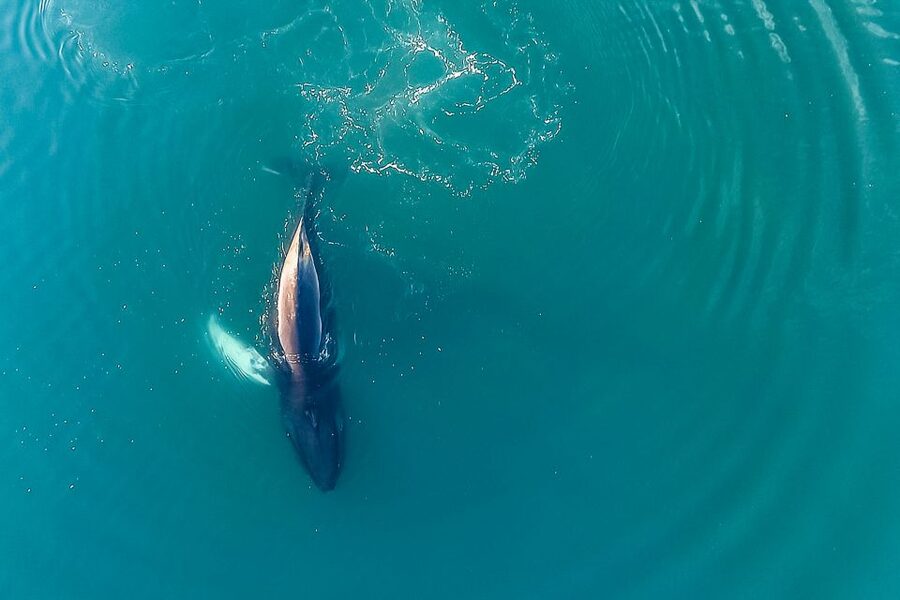 Reykjavík: Whale Watching and Marine Life Cruise - Staying warm on the boat