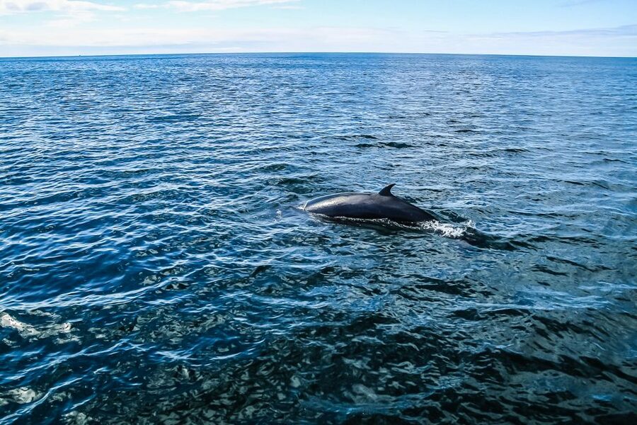 Reykjavík: Whale Watching and Marine Life Cruise - Winter or summer: choosing your sailing time