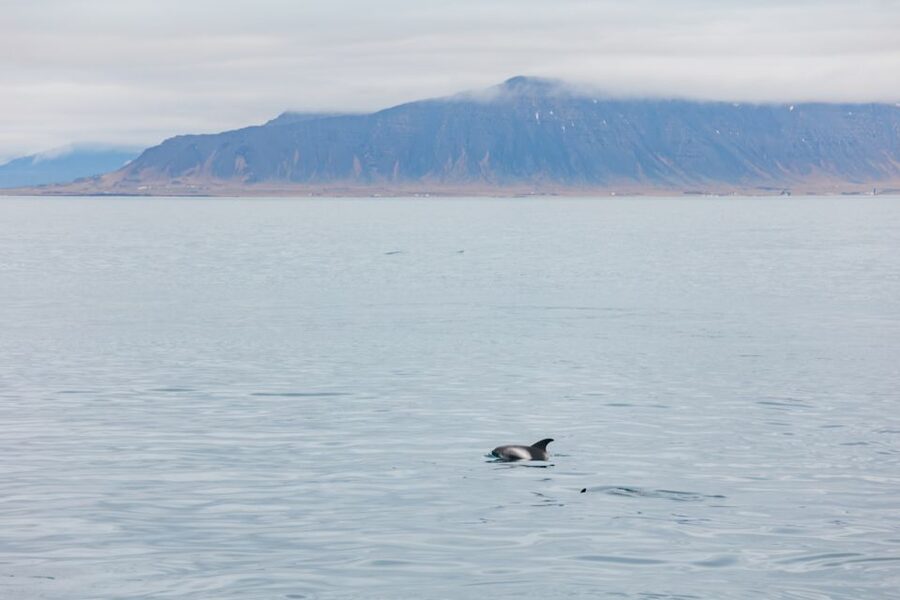 Reykjavík: Whale Watching Cruise on the Amelia Rose Yacht - Searching Faxaflói Bay for the first blow