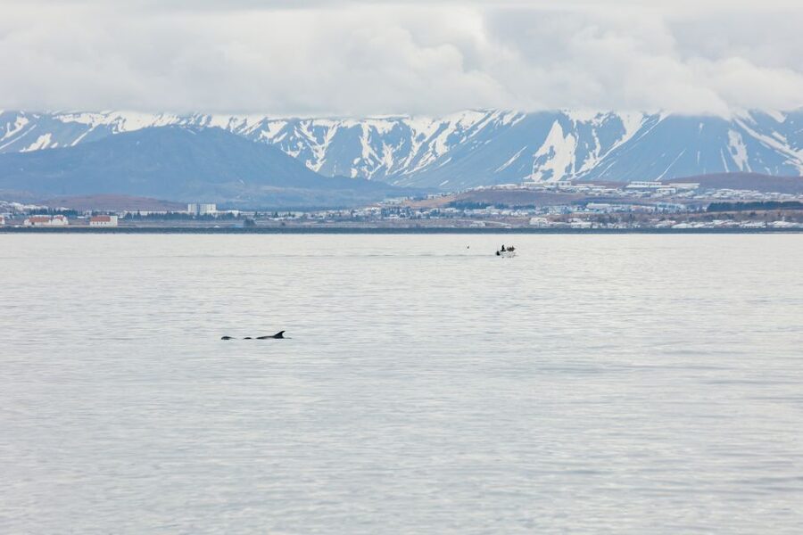 Reykjavík: Whale Watching Cruise on the Amelia Rose Yacht - How long the cruise feels in practice