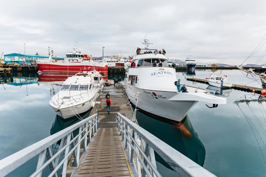 Reykjavík: Whale Watching Cruise on the Amelia Rose Yacht - Who will enjoy the Amelia Rose most