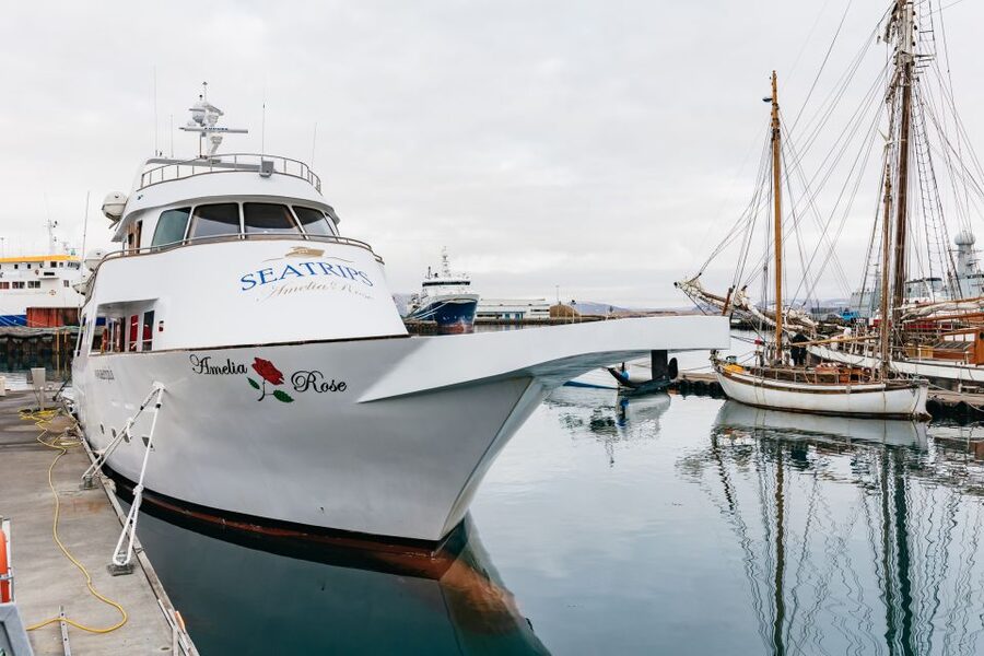 Reykjavík: Whale Watching Cruise on the Amelia Rose Yacht - Humpbacks, minke whales, dolphins, and porpoises