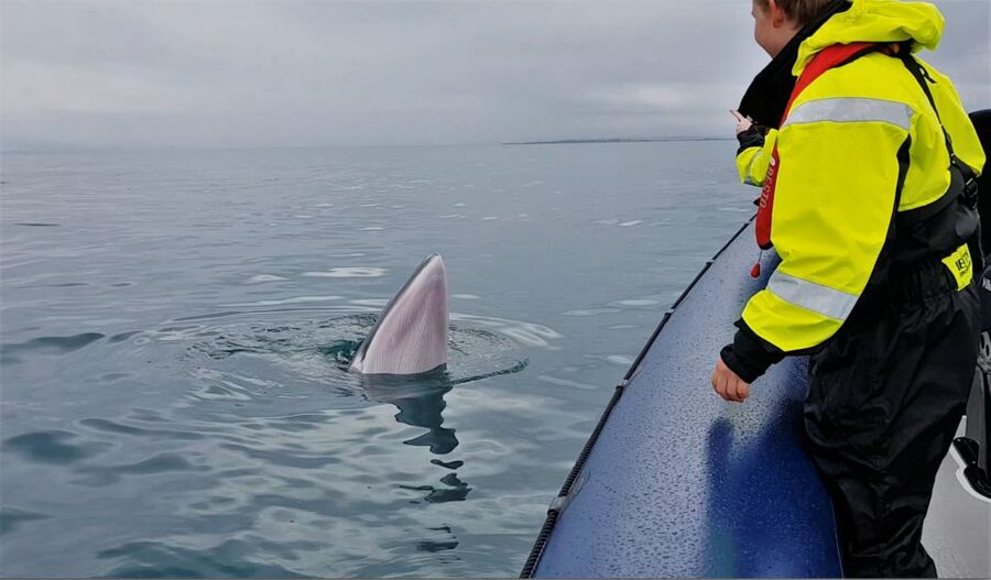 Reykjavik: Whale Watching Tour by RIB Boat - Should you book the Reykjavik RIB whale tour?