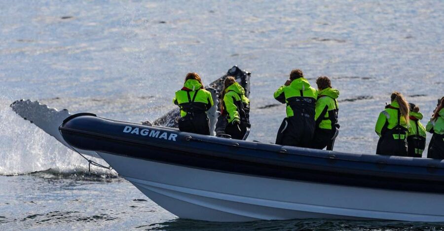 Reykjavik: Whale Watching Tour by RIB Boat - Racing from Reykjavik harbor into Faxaflói Bay