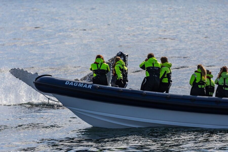 Reykjavik: Whale Watching Tour by RIB Boat - Searching the whale feeding grounds